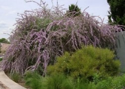 Buddleia alternifolia / Korai nyáriorgona